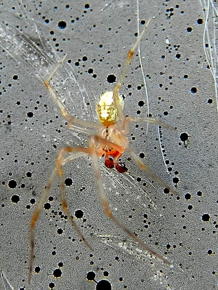 Theridiidae: Theridion sp.o Phylloneta sp. - Venezia Lido